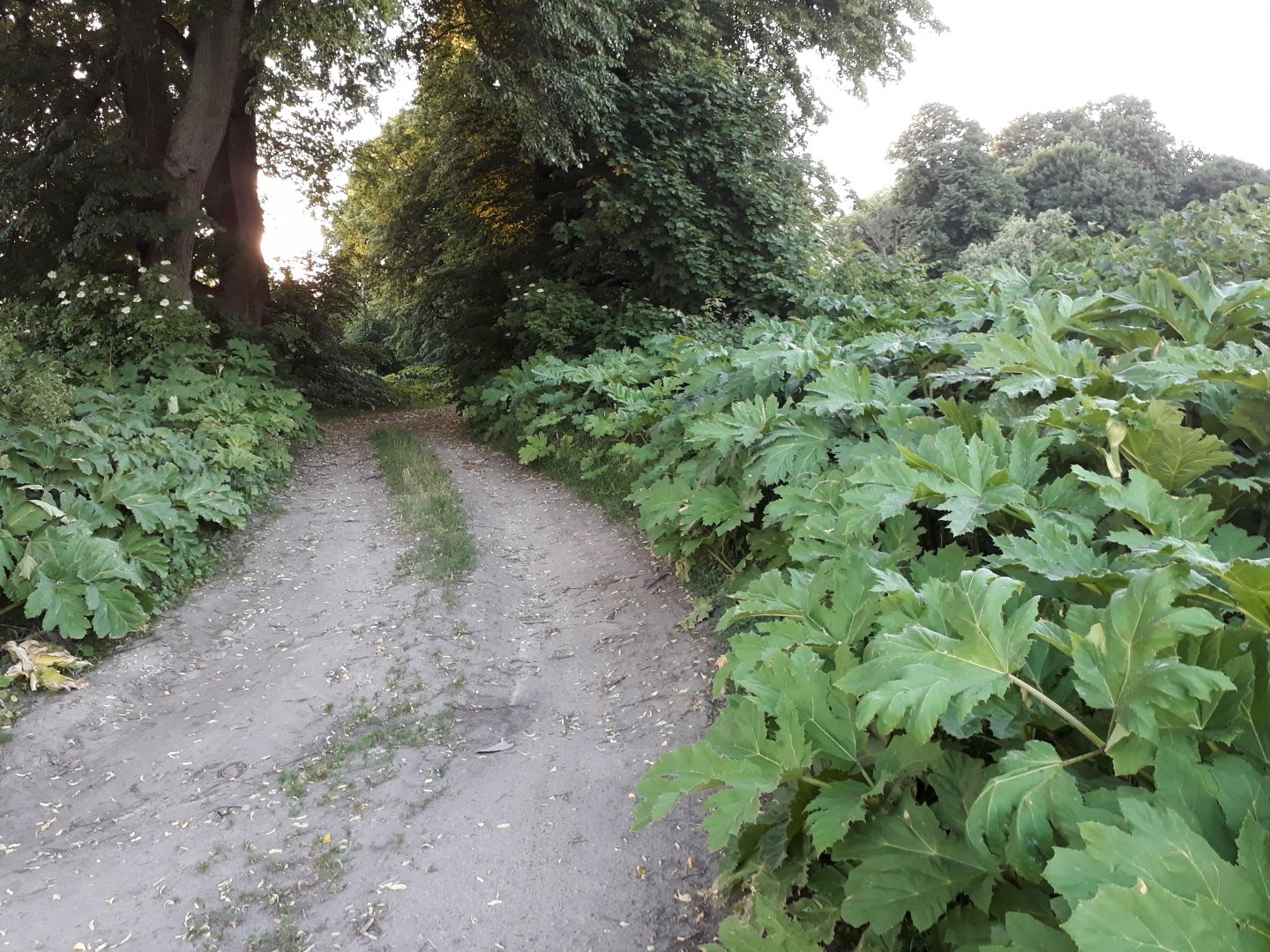Polna droga, po obu stronach rosnący barszcz Sosnowskiego