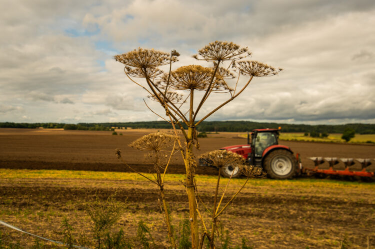 barszcz Sosnowskiego