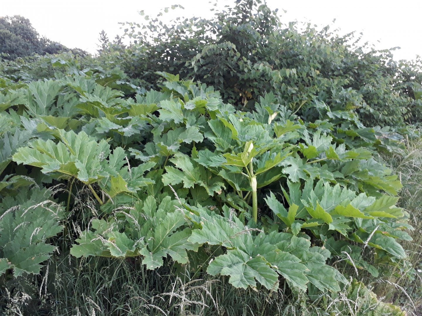 Barszcz Sosnowskiego w gminie Człuchów. Liście barszczu Sosnowskiego (bez kwiatostanów)  