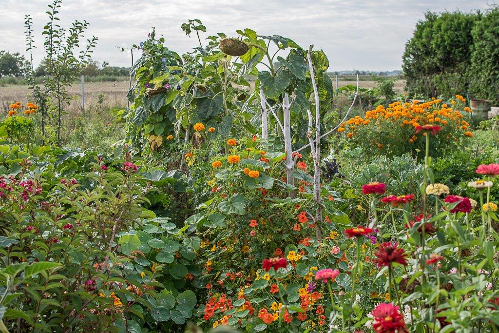Tradycyjny ogród z wieloma gatunkami roślin o różnokolorowych kwiatach, różnej wysokości. W centrum zdjęcia dojrzały słonecznik, w części pozbawiony nasion.