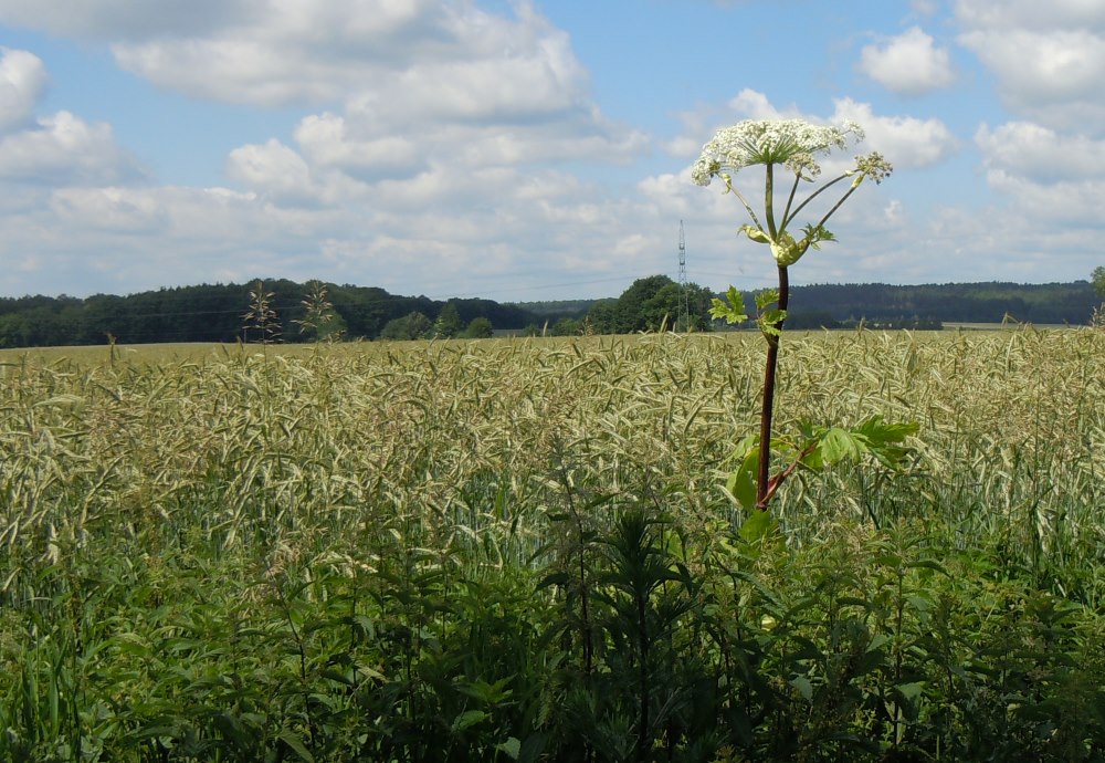 Barszcz Sosonowskiego i pole w tle