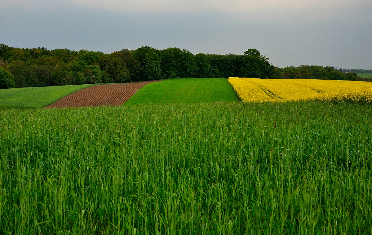 Pole w województwie pomorskim zdj. archiwum WFOŚiGW w Gdańsku