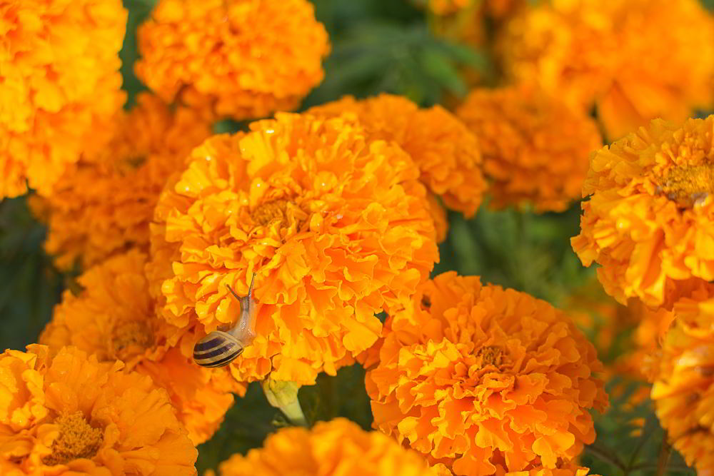 Pomarańczowe kwiaty