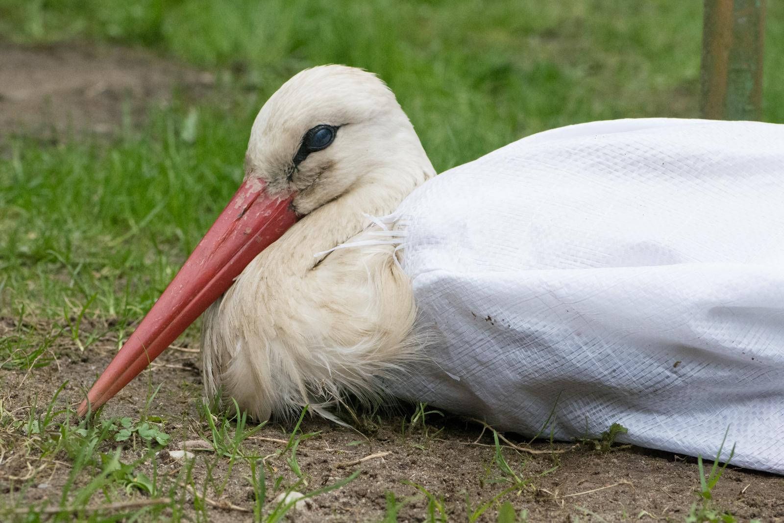 ranny bocian znajdujący się w ośrodku rehabilitacji przy TL w Warcinie