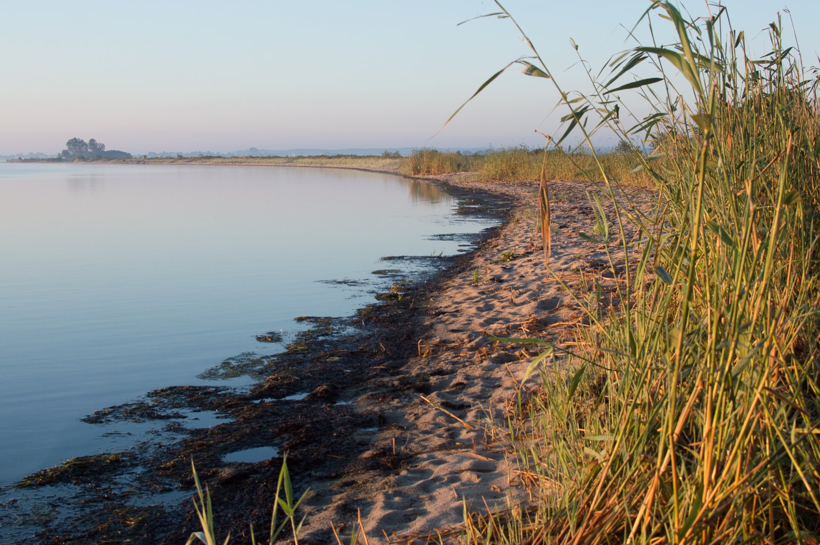 rezerwat przyrody Beka, na zdjęciu brzeg Zatoki Puckiej z roślinnością przybrzeżną  