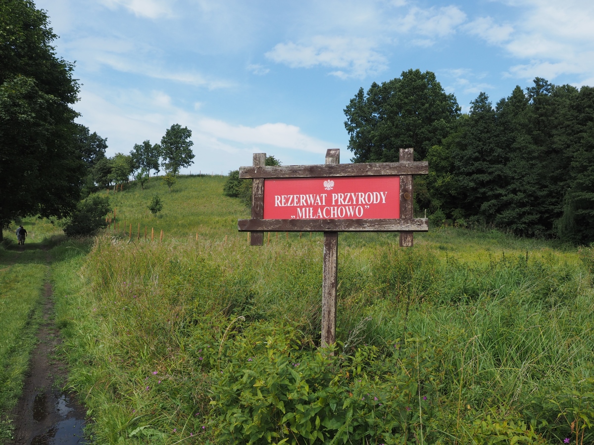 Droga w rezerwacie przyrody Miłachowo, dookoła drzewa, trawa,  napis na czerwonej tablicy: Rezerwat przyrody Miłachowo