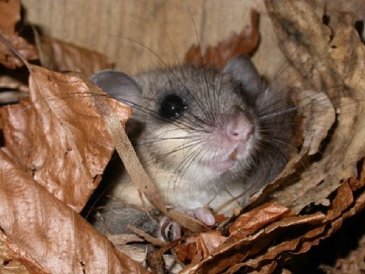 Popielica w kryjówce  www.salamandra.org.pl