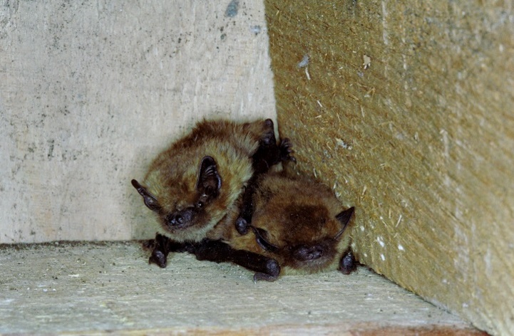 Karliki większe, mieszkańcy Zielonej Szkoły w Schodnie. Są jednymi z najmniejszych nietoperzy w Europie. 
