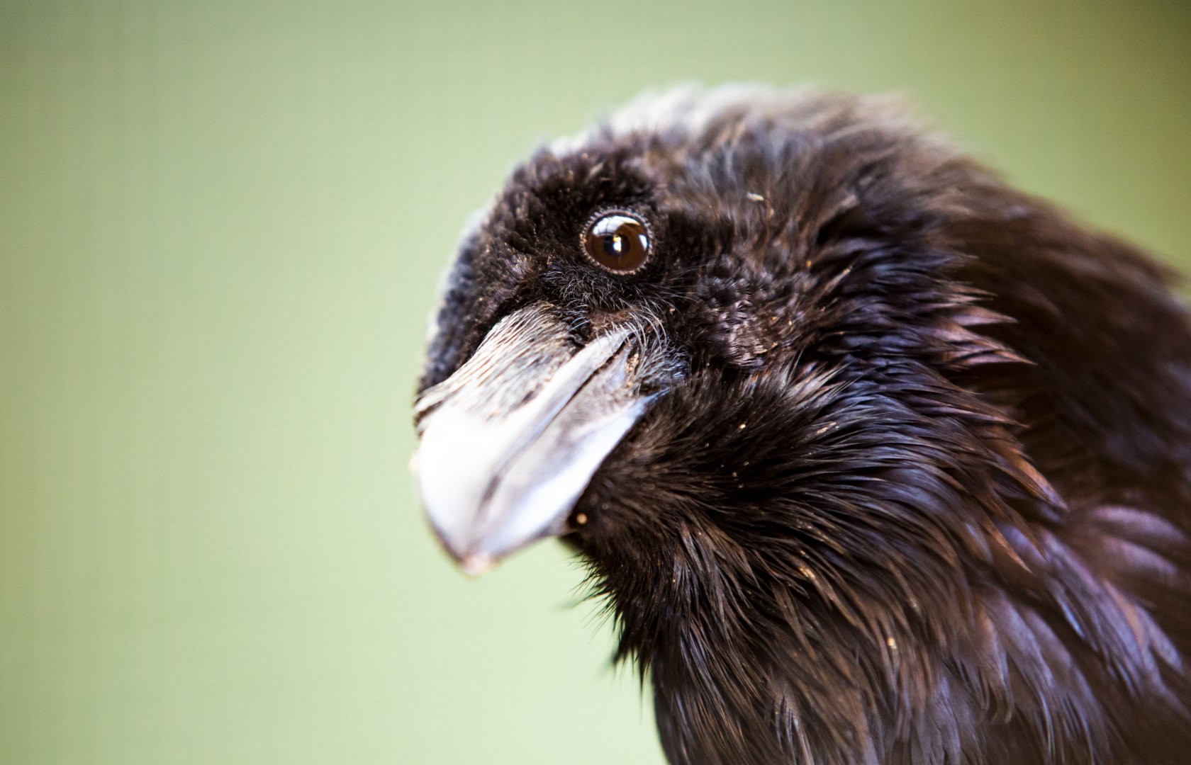 Pomorski Ośrodek Rehabilitacji Dzikich Zwierząt OSTOJA