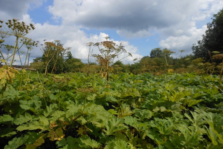 Barszcz Sosnowskiego rosnący w gminie Kępice zdj. Krzysztof Senger