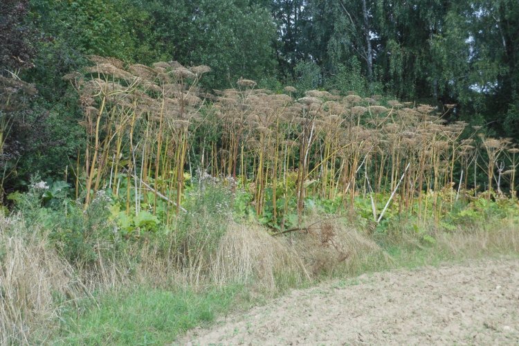 Barszcz Sosnowskiego na terenie gminy Kępice