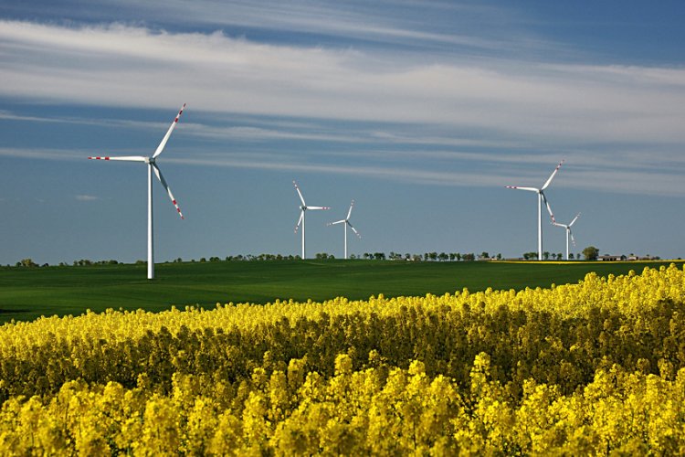na pierwszym planie kwitnący rzepak, za nim zielone pole z pięcioma turbinami wiatrowymi