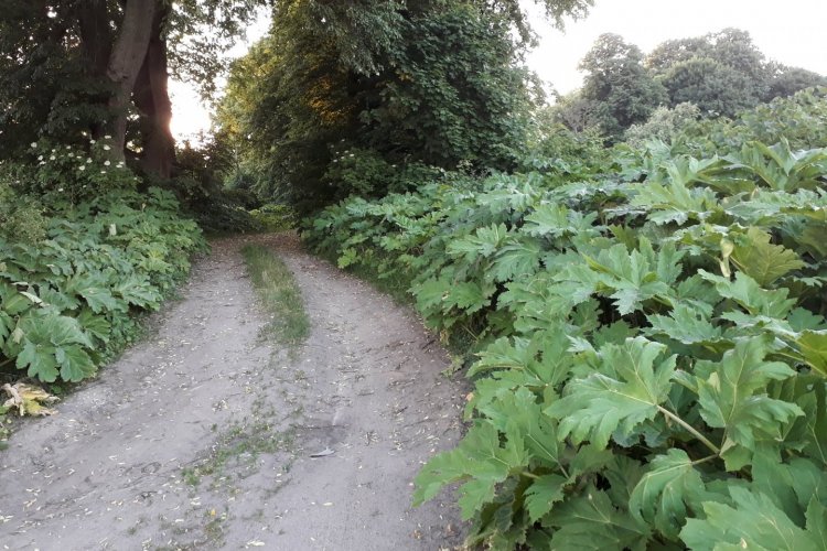 Polna droga, po obu stronach rosnący barszcz Sosnowskiego