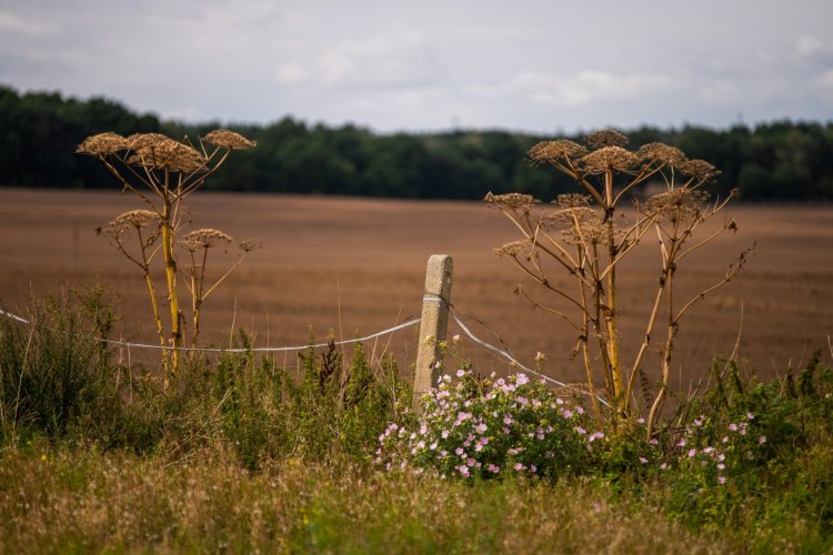 barszcz Sosnowskiego