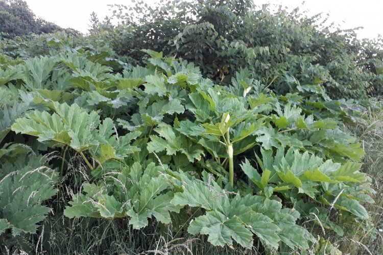 Barszcz Sosnowskiego w gminie Człuchów. Liście barszczu Sosnowskiego (bez kwiatostanów)  