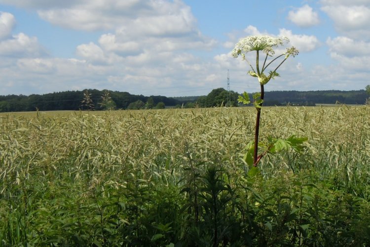 Barszcz Sosonowskiego i pole w tle