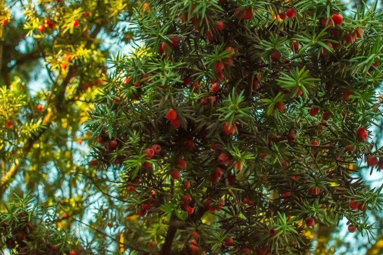 Cis pospolity, fot. Michał Barcz, WFOŚiGW w Gdańsku