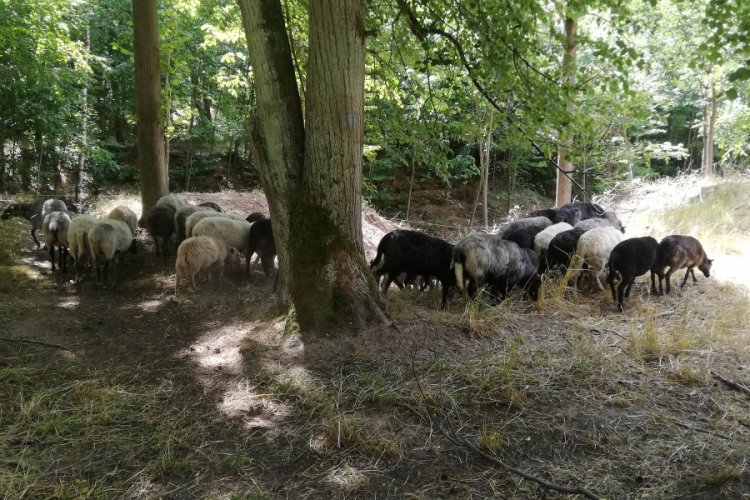 Wypas owiec w rezerwacie Kwidzyńskie Ostnice 