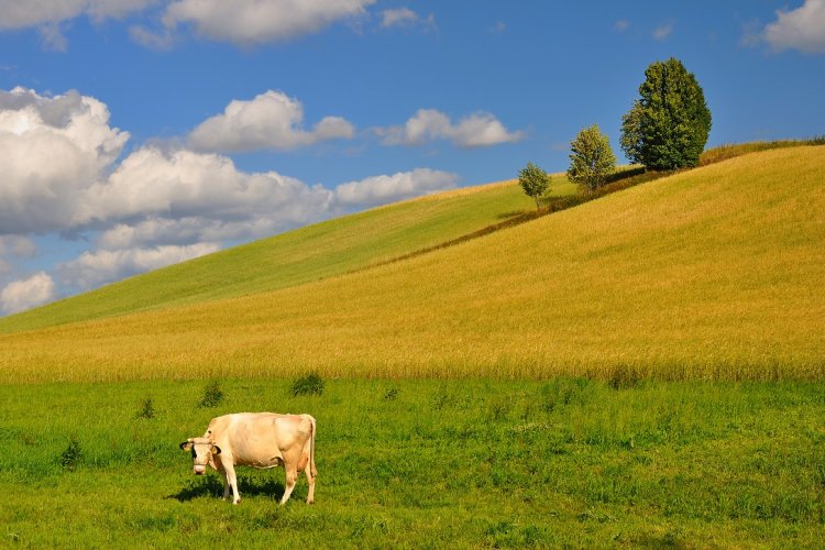Pole w województwie pomorskim, na polu stoi krowa