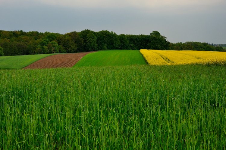 Pole w województwie pomorskim zdj. archiwum WFOŚiGW w Gdańsku