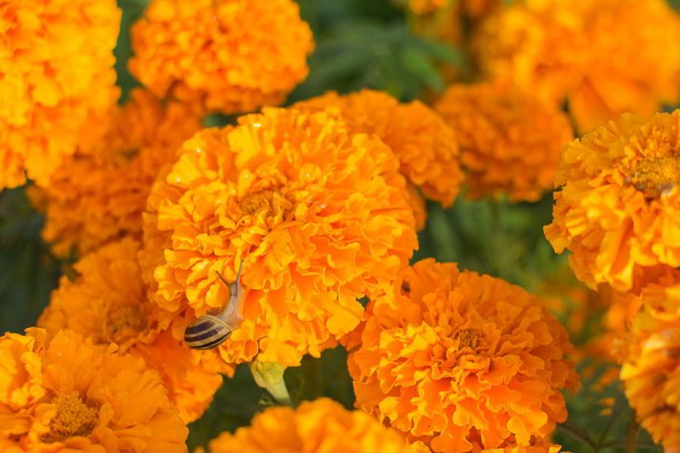 Pomarańczowe kwiaty