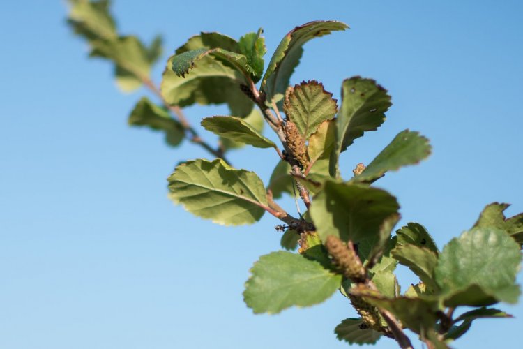 Gałązka na tle nieba