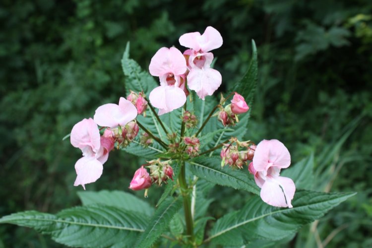 Na zdjęciu niecierpek gruczołowaty – roślina inwazyjna obcego pochodzenia 