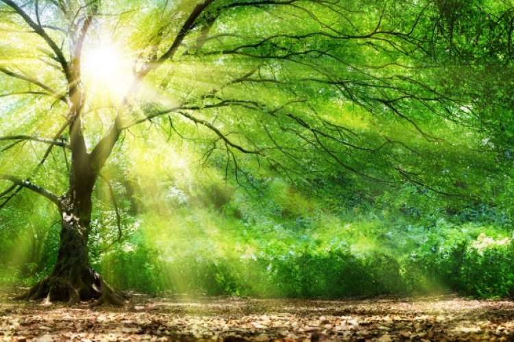 Kampania „Stop smog” ma uświadomić Polakom potrzebę troski o środowisko naturalne; na zdjęciu drzewo w promieniach słońca