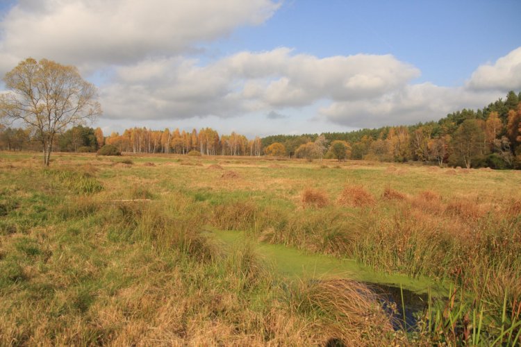 Torfowisko alkaliczne w rezerwacie przyrody „Gogolewko” 