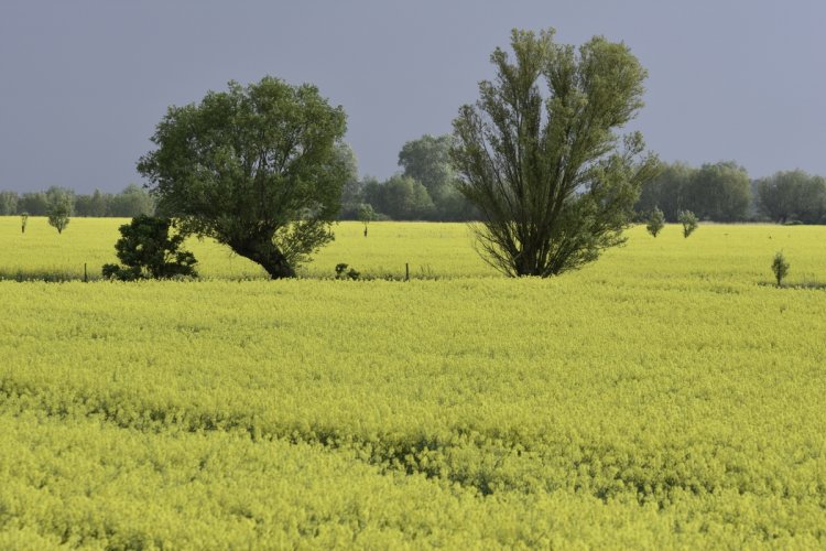 Wierzby na polu rzepaku 
