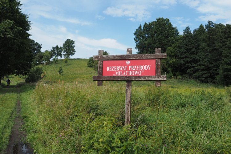 Droga w rezerwacie przyrody Miłachowo, dookoła drzewa, trawa,  napis na czerwonej tablicy: Rezerwat przyrody Miłachowo