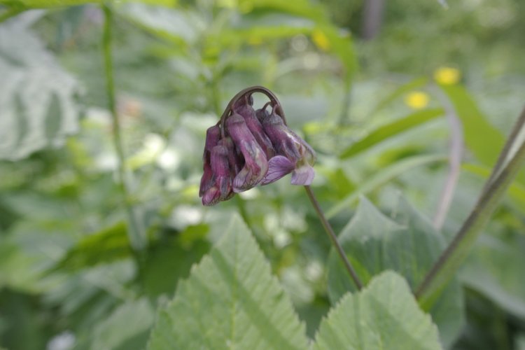 Na bliskim planie kwitnący na różowo groszek wielkoprzylistkowy w rezerwacie przyrody Opalenie