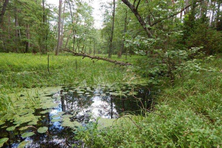 na zdjęciu widać fragment mokradła otoczony drzewami w rezerwacie przyrody Bagno Stawek w województwie pomorskim