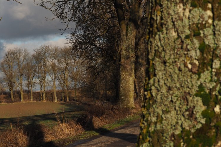 Aleje przydrożne województwa pomorskiego zdj. archiwum Stowarzyszenia Eko-Inicjatywa w Kwidzynie