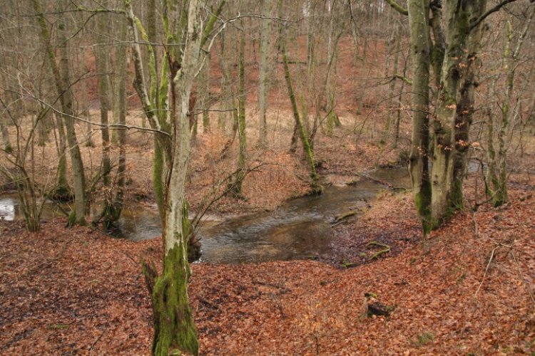 Tarlisko troci wędrownych w dorzeczu Słupi; na zdjęciu rzeka płynąca przez las