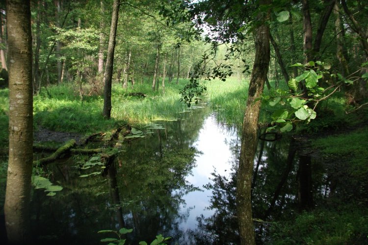 Rezerwat przyrody Bagno Stawek zdj. WFOŚiGW w Gdańsku