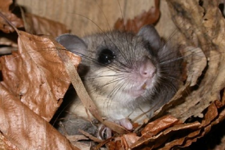 Popielica w kryjówce  www.salamandra.org.pl