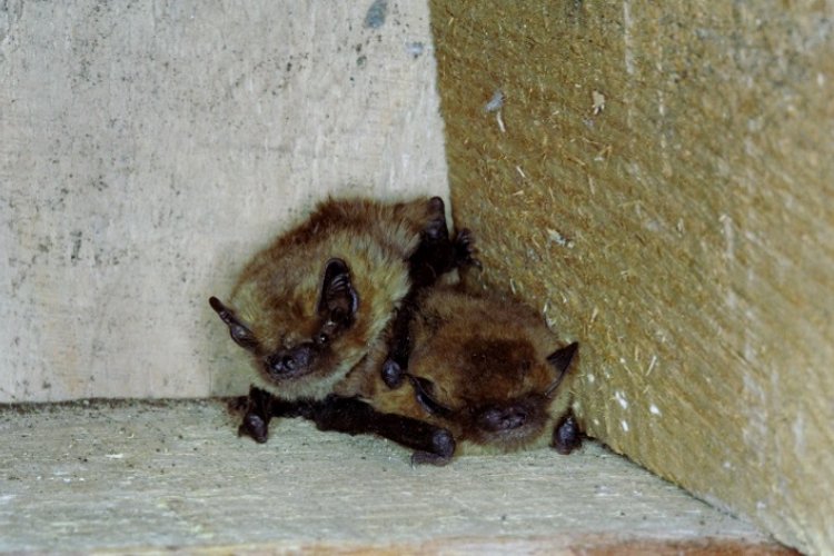 Karliki większe, mieszkańcy Zielonej Szkoły w Schodnie. Są jednymi z najmniejszych nietoperzy w Europie. 